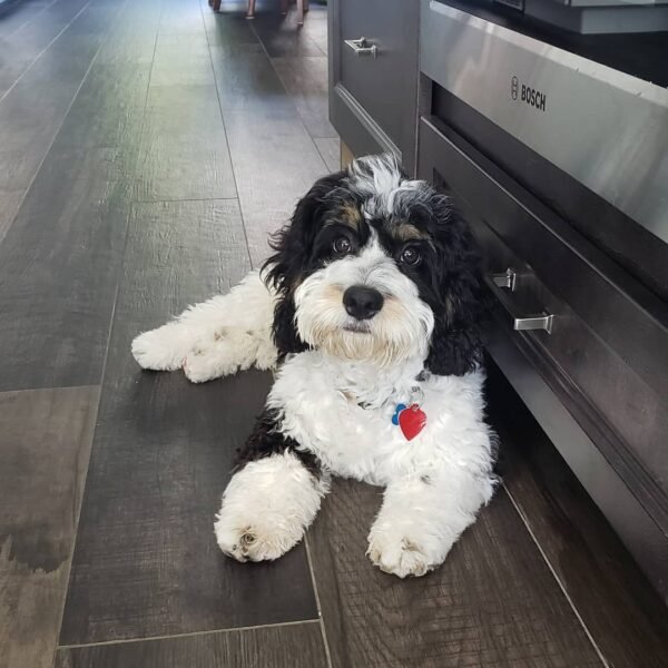 F1B Bernedoodle Puppies for Sale Near Me