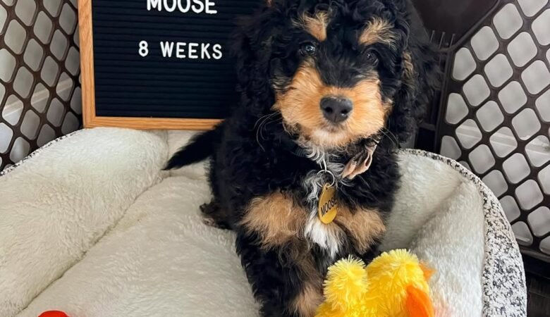 Moose, Male F1B Mini Bernedoodle