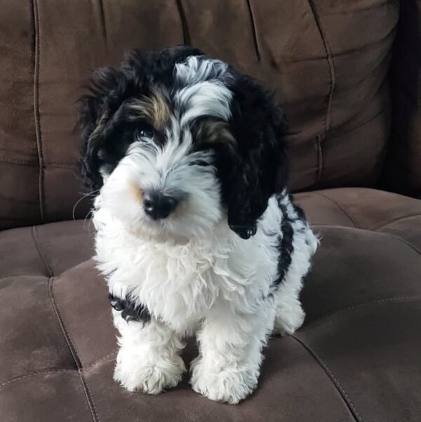 F1B Bernedoodle Puppies for Sale Near Me