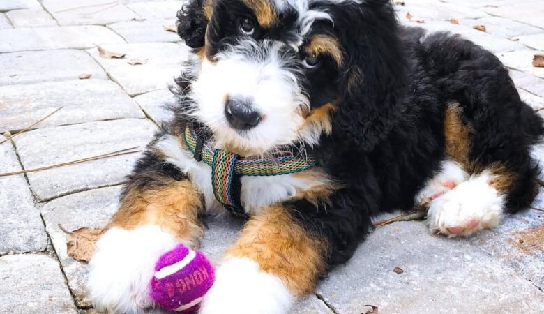 Isla, Female F1 mini Bernedoodle