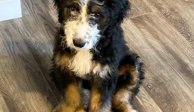 Archie, Male F1 Standard Bernedoodle