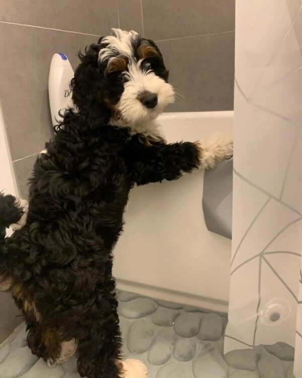 F2B Bernedoodle Puppies for Sale Near Me