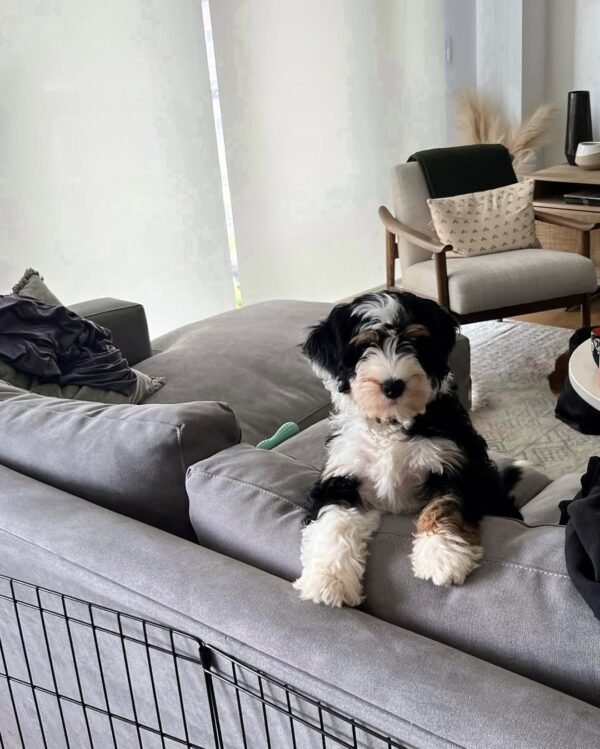 Standard Bernedoodle Puppies for Sale