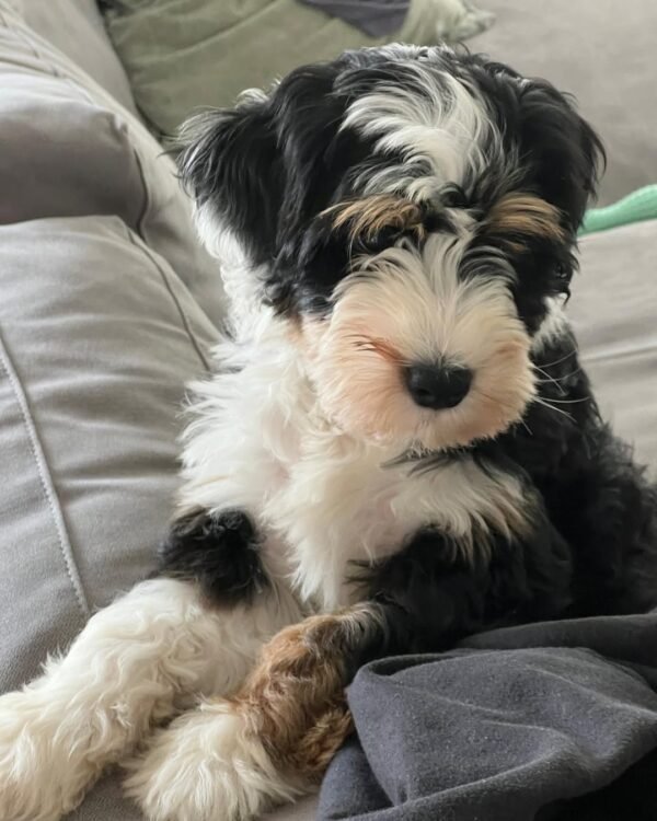 Standard Bernedoodle Puppies for Sale