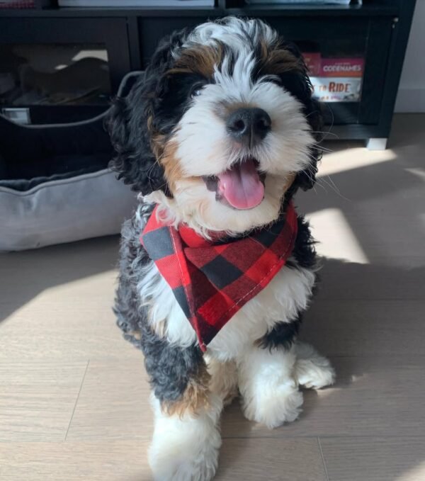 F2B Bernedoodle Puppies for Sale Near Me