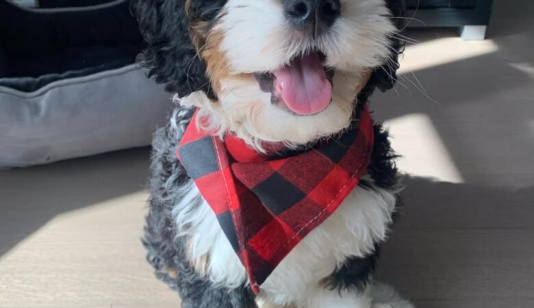 Newman, Male F1 Mini Bernedoodle