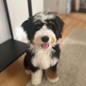 Standard Bernedoodle Puppies for Sale