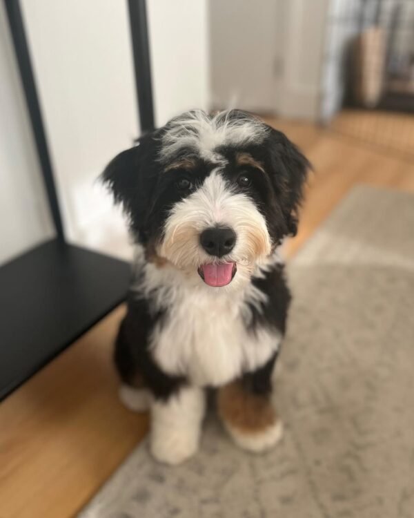 Standard Bernedoodle Puppies for Sale