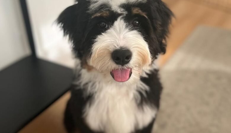 Harvey, Male F2 Mini Bernedoodle