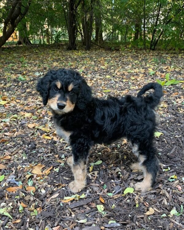 Australian Bernedoodle Puppies for Sale