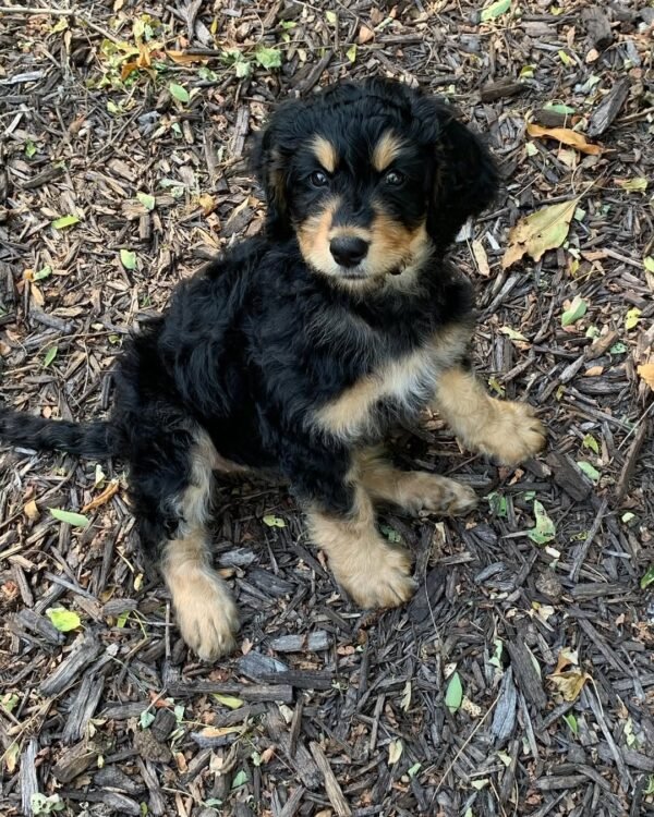 Australian Bernedoodle Puppies for Sale