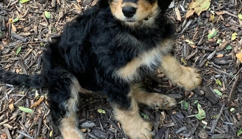 Jovie, Male  F1b mini Bernedoodle