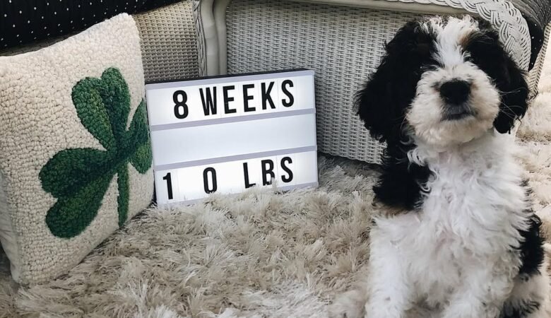 Duffy, Female f1b mini Bernedoodle