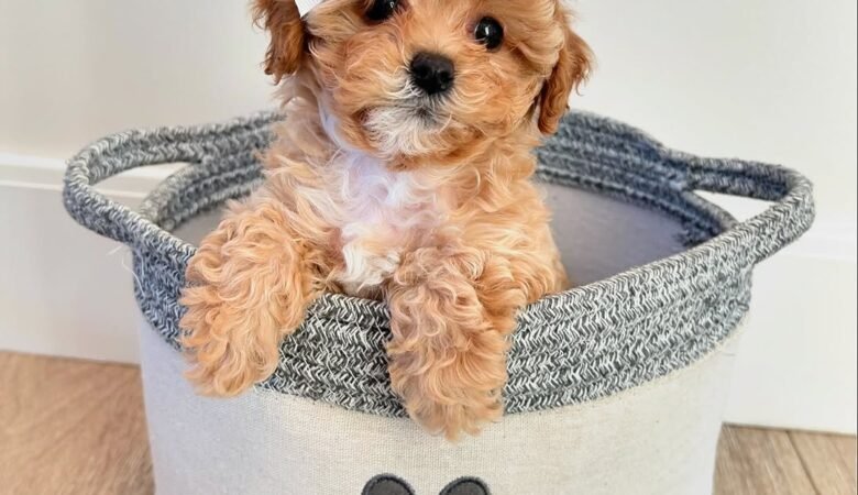 Holly, female f1 toy cavapoo