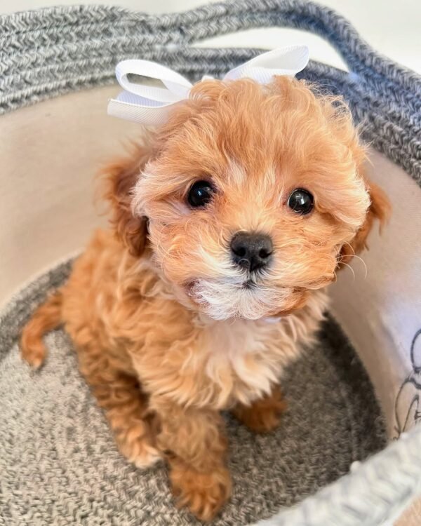 Toy Cavapoo Puppies for Sale Near Me