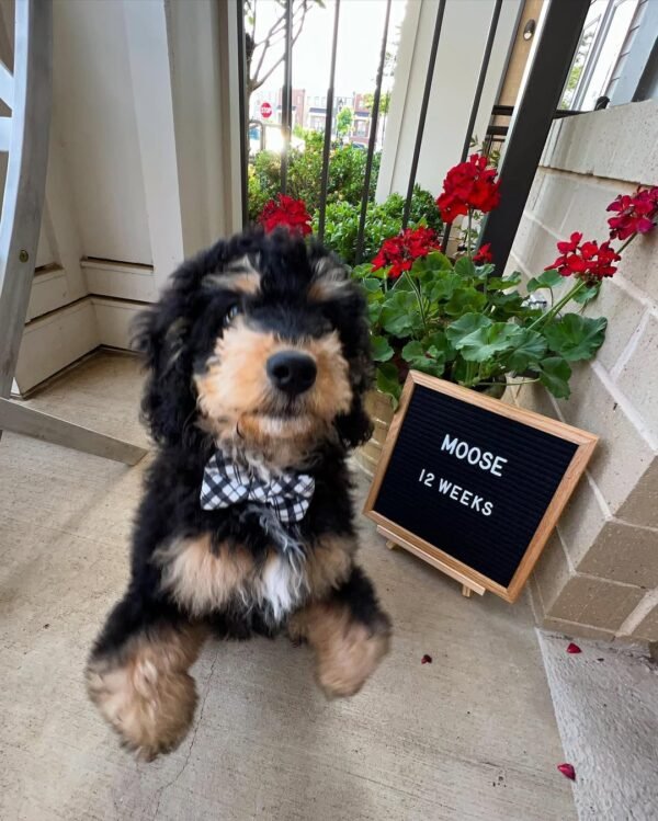 F3 Bernedoodle Puppies for Sale Near Me