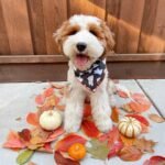 AKC Bernedoodle Puppies for Sale Near Me