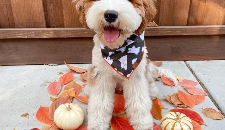 Theo, Male F1 mini Bernedoodle