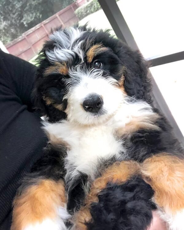 Miniature Bernedoodle Puppies for Sale Near Me