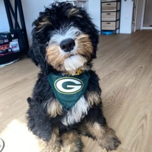 Toy Bernedoodle Puppies for Sale