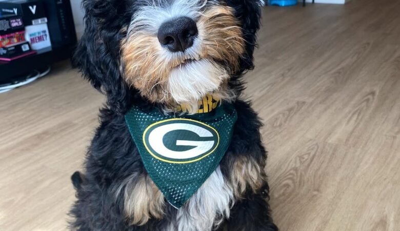 Capicola, Male f1 mini Bernedoodle