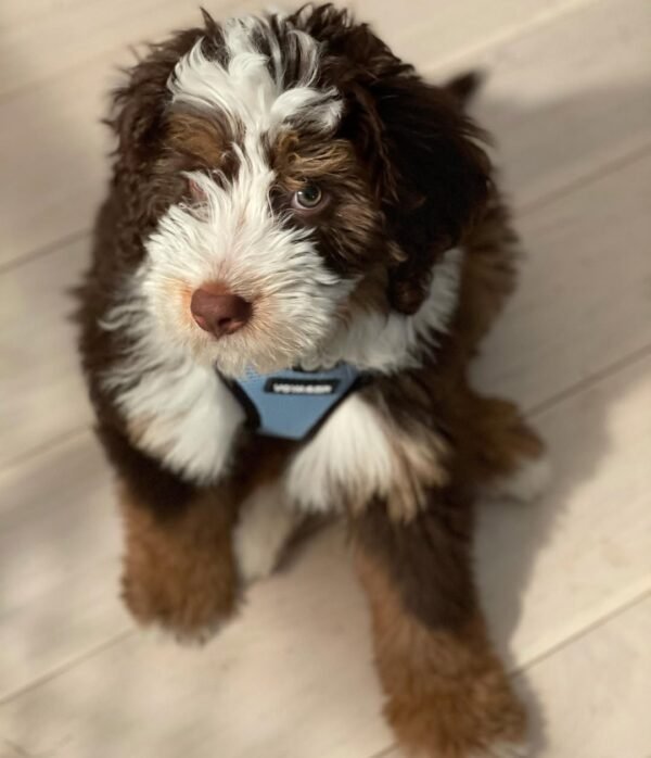 Medium Bernedoodle Puppies for Sale