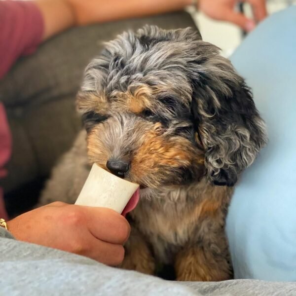 Australian Bernedoodle Puppies for Sale Near Me