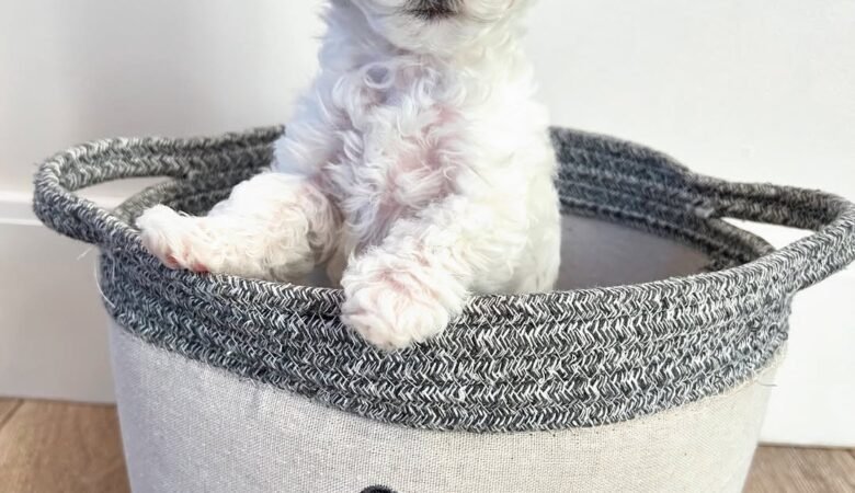 Juniper, female f1 toy cavapoo