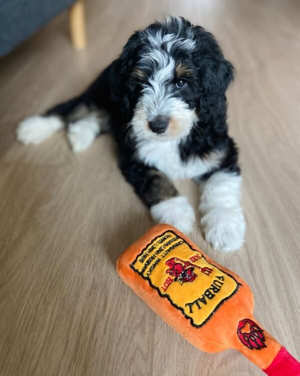 Standard Bernedoodle Puppies for Sale Near Me