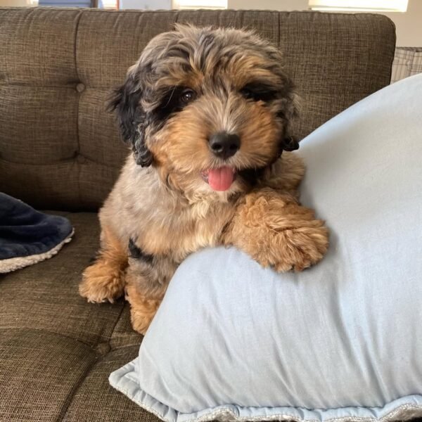 Australian Bernedoodle Puppies for Sale Near Me