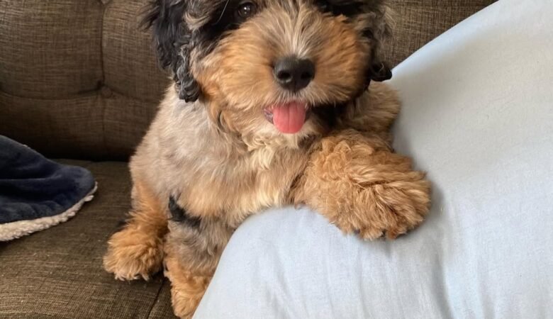 Lyle, Male f1b mini Bernedoodle