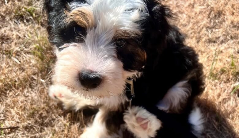 Hazel, Female f1 mini Bernedoodle