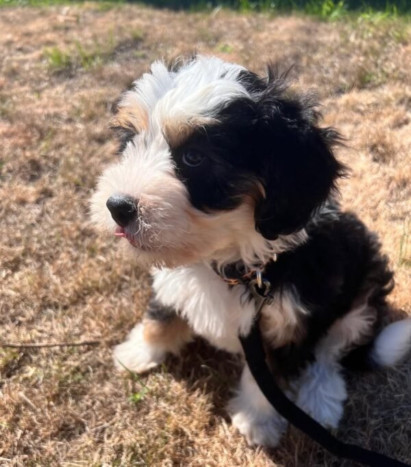 Toy Bernedoodle Puppies for Sale Near Me