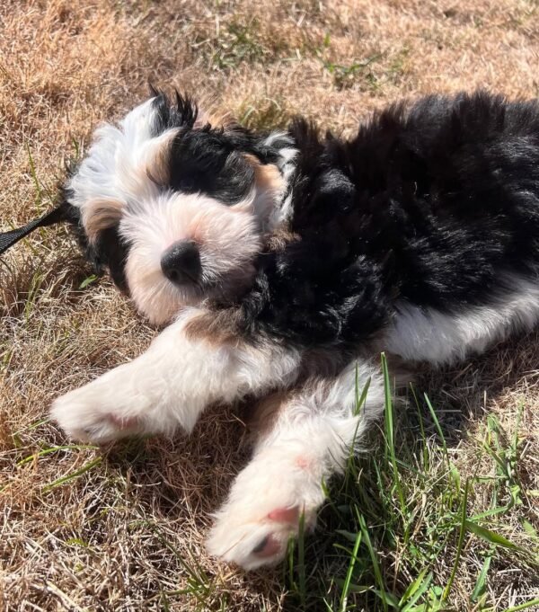 Toy Bernedoodle Puppies for Sale Near Me