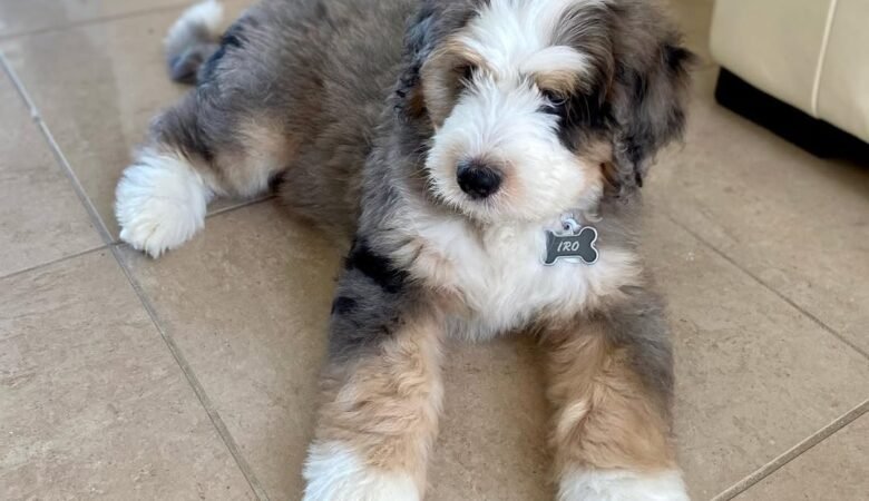 Iro, Female F1 standard Bernedoodle