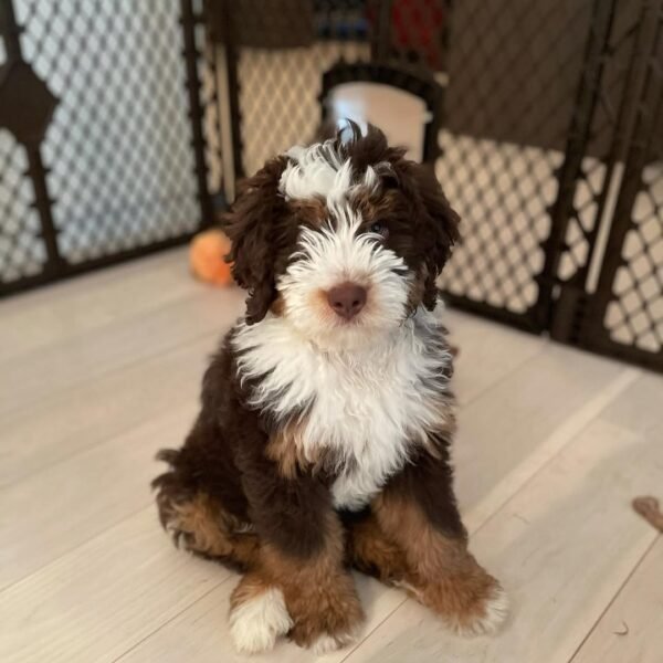 Medium Bernedoodle Puppies for Sale