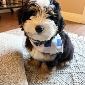 Chocolate Bernedoodle Puppies for Sale Near Me