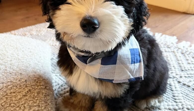 STOUT, Female  F1B mini Bernedoodle