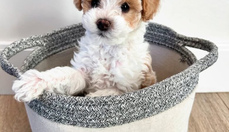 Sprucey, Male f1 toy cavapoo