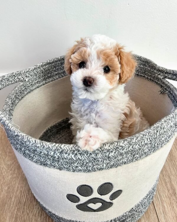 Standard Cavapoo Puppies for Sale Near Me