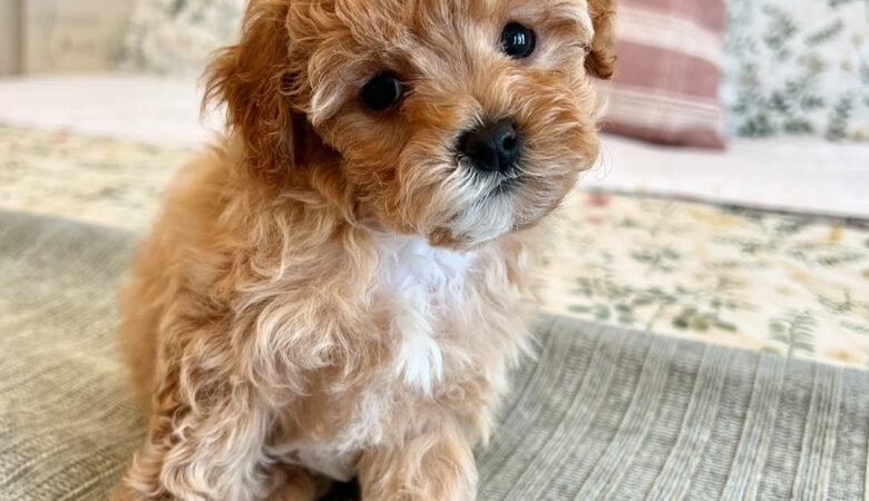 Nala, female f1 toy cavapoo