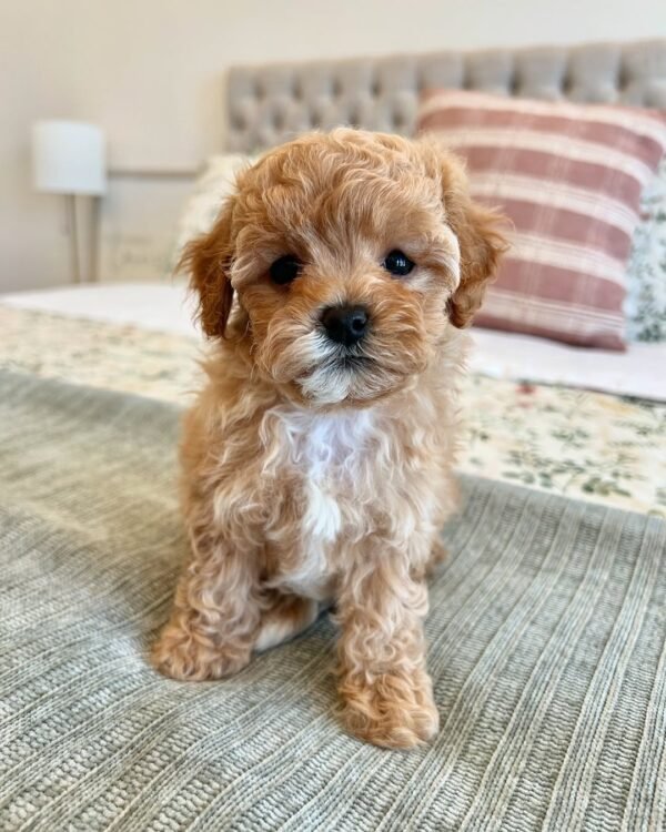 Miniature Cavapoo Puppies for Sale