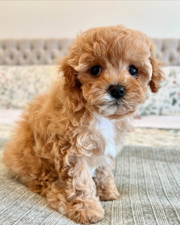 Miniature Cavapoo Puppies for Sale