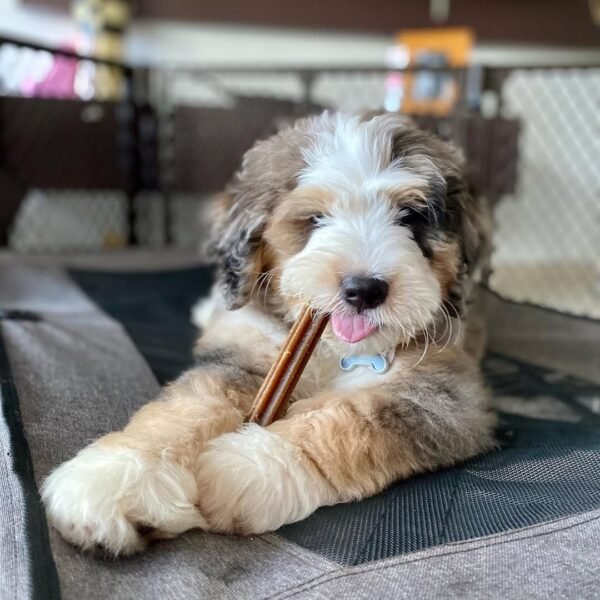 Medium Bernedoodle Puppies for Sale Near Me