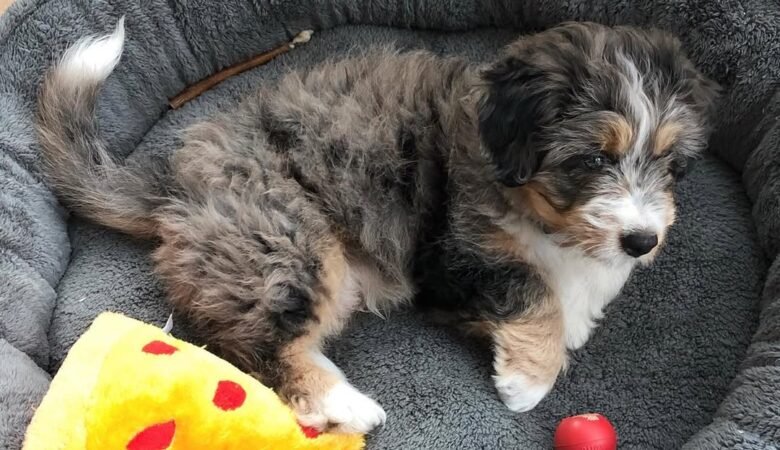 Merlin, Male F1 Mini Bernedoodle