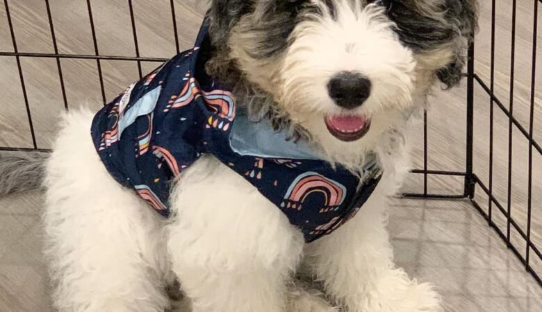 𝕂𝕠𝕟𝕒, Female F1B Mini Bernedoodle