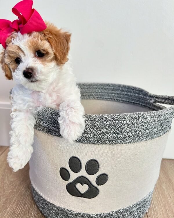 Miniature Cavapoo Puppies for Sale Near Me