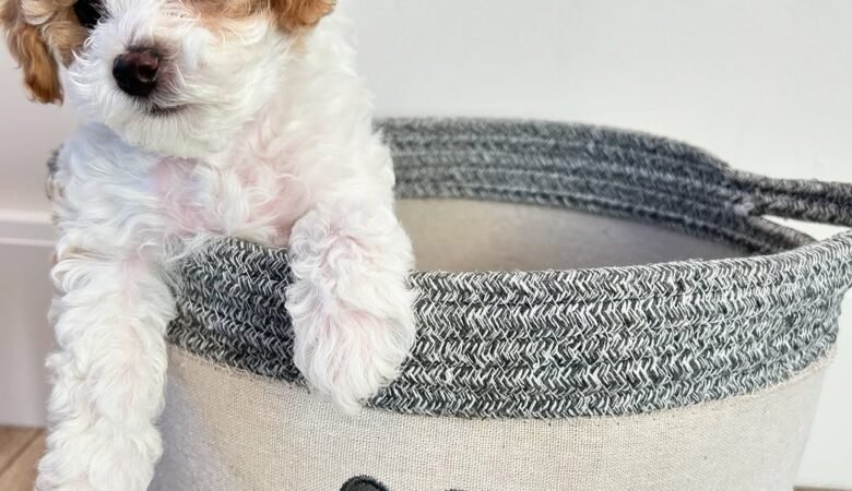 Sage, female f1 toy cavapoo