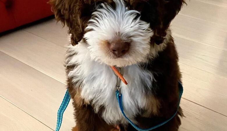 Crosby, Female f1 mini Bernedoodle