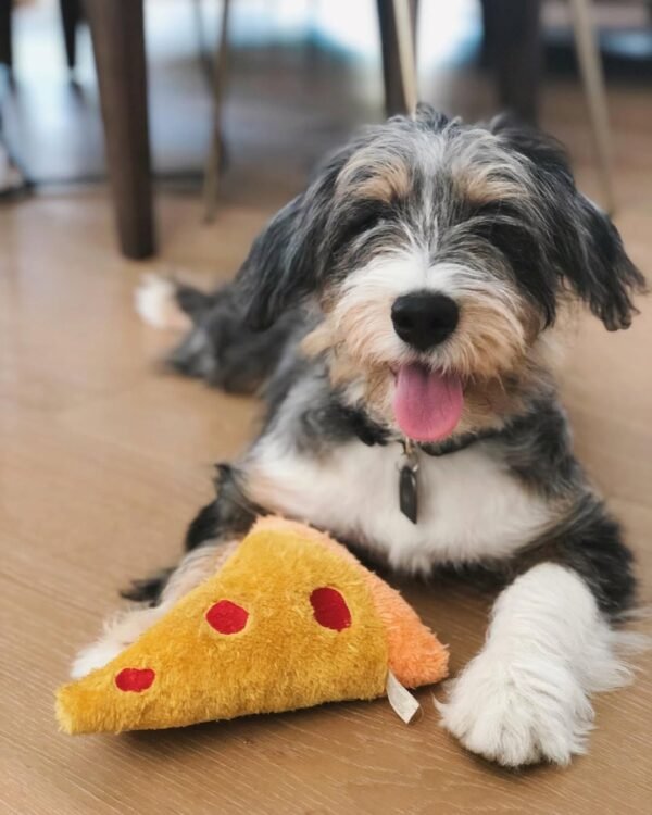 F2 Bernedoodle Puppies for Sale Near Me